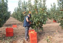 Trabajador recogiendo fruta