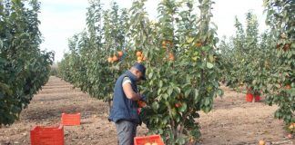 Trabajador recogiendo fruta