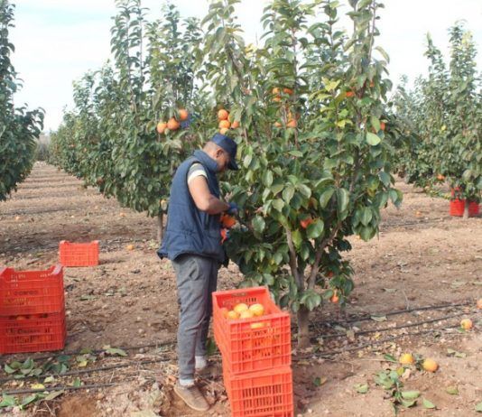 Se abre la bolsa de empleo para trabajar en el campo en España Trabajador recogiendo fruta