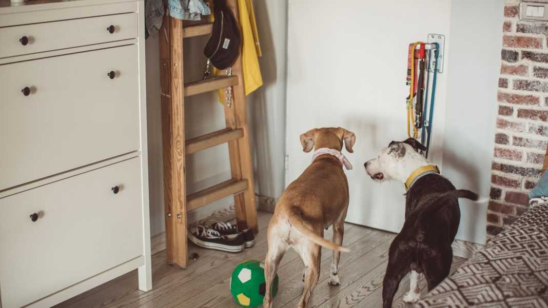 cuidador_perro ganar dinero cuidando mascotas en España