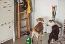 ganar dinero cuidando mascotas en España